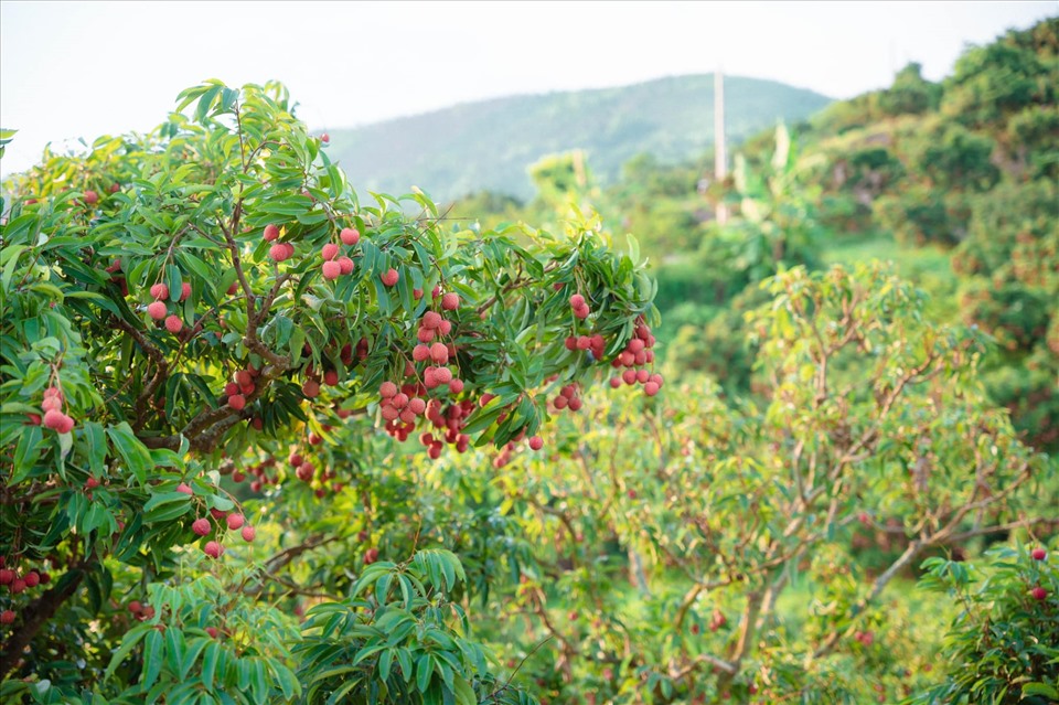 Huyện Lục Ngạn của Bắc Giang nổi tiếng cả nước với đặc sản vải thiều. Trái vải Lục Ngạn khi chín có màu đỏ tươi, cùi dày, hạt nhỏ, vị ngọt sắc và giàu chất dinh dưỡng.