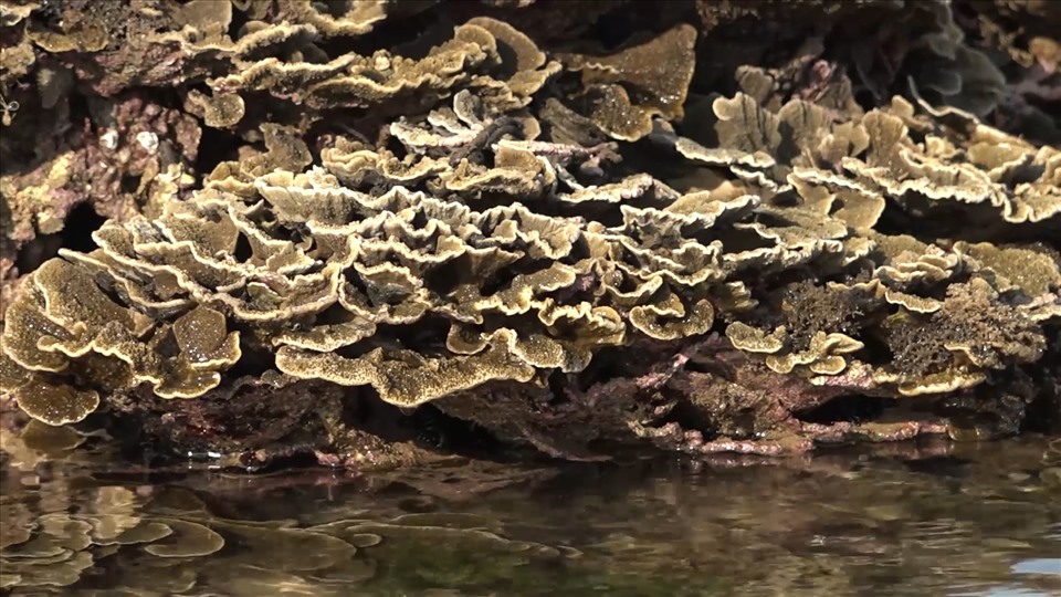Các rạn san hô tự nhiên cần biện pháp bảo tồn.