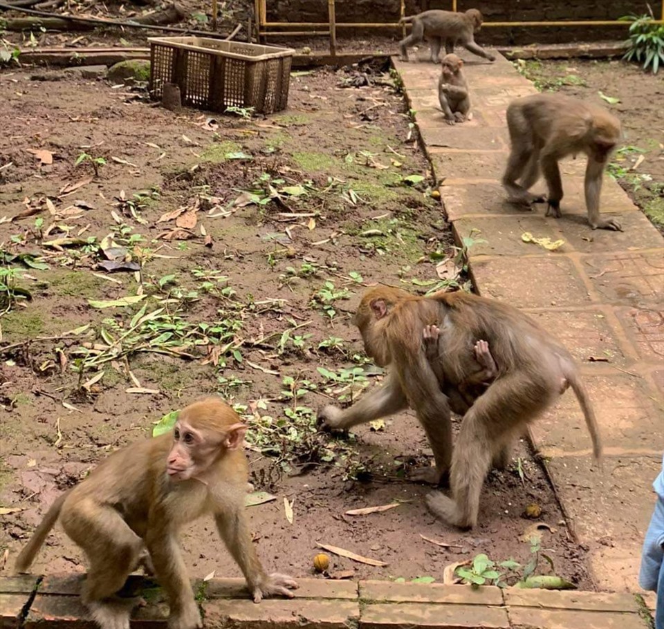 Đàn khỉ tại khu du lịch Rừng Vàng, phường Chiềng Sinh, TP.Sơn La. Ảnh: GĐCC