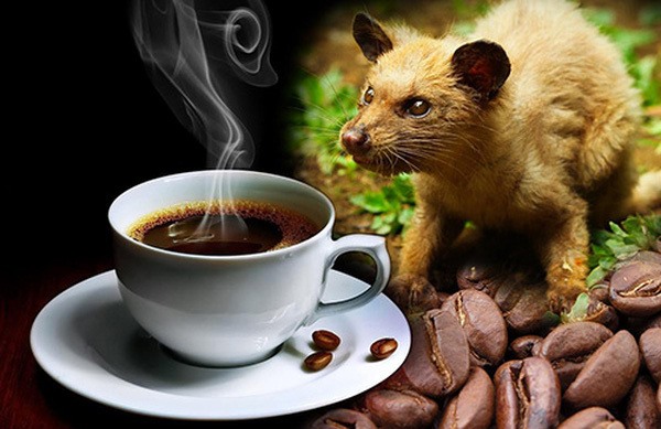 3. Cà phê Kopi Luwak. Đứng thứ 2 trong danh sách là loại cà phê hương chồn vô cùng nổi tiếng. Đây được coi là thứ đồ uống xa xỉ, chỉ dành cho giới giàu có, thượng lưu với 100 USD (khoảng 2,3 triệu đồng) mỗi tách. - Ảnh: Century Coffee