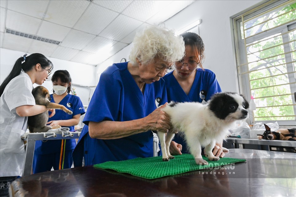 Được thành lập từ năm 2012,  Phòng khám Thú y cộng động tại Gia Lâm (Hà Nội) không chỉ là trung tâm chữa trị cho chó mèo, mà còn là nơi để các sinh viên trường ĐH Nông nghiệp được hướng dẫn thực tập khóa luận tốt nghiệp.