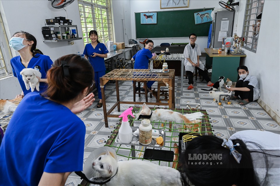Sau 10 năm hoạt động, phòng châm cứu của bà giáo Phạm Xuân Vân không chỉ đem lại cuộc sống mới cho hàng nghìn vật nuôi mà còn là cái nôi đào tạo, truyền lửa yêu nghề cho ngành thú y Việt.