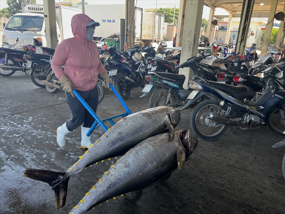 Khai thác cá ngừ đại dương phát triển mạnh mẽ tại Phú Yên.