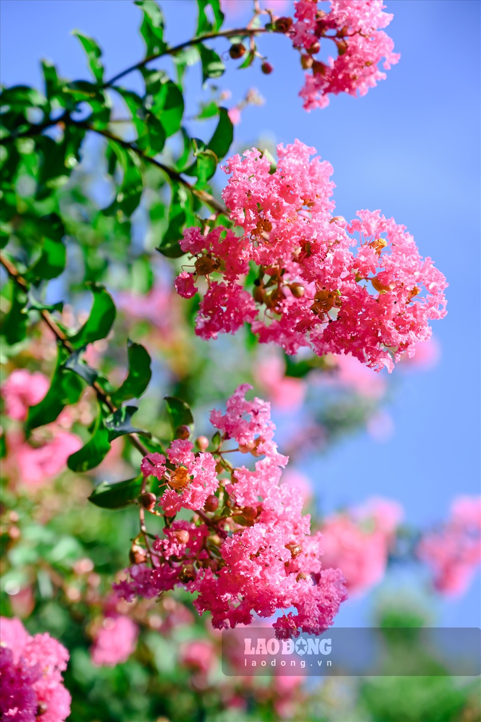 Tường vi còn được gọi bằng một cái tên rất Á đông – Tử Vi. Loài hoa có nguồn gốc từ vùng Đông Á. Tường vi thuộc nhóm cây thân gỗ, phân cành nhiều nhánh. Tường vi là một giống hồng cổ, hoa nhiều, có mùi thơm dịu dàng.