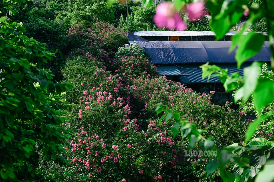 Nằm cách trung tâm Thủ đô khoảng 10 km, con đường hoa tường vi tại Công viên thực vật cảnh (xã Tam Hiệp, huyện Thanh Trì) đang bước vào những ngày nở rộ.