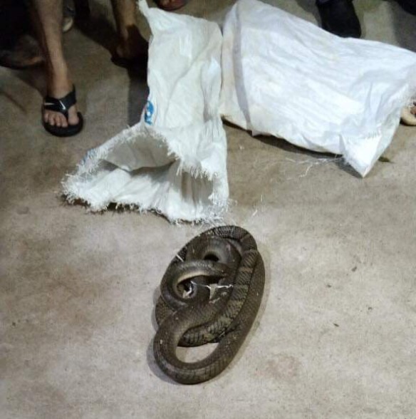 Con rắn hổ mang chúa nặng gần 3kg, dài 2m. Ảnh: Xuân Mai