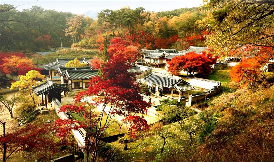 Hàn Quốc vào mùa thu - một mùa thu lãng mạn và đẹp như tranh vẽ. Những cái nắng ấm áp hòa cùng không khí se lạnh, môi trường lý tưởng để du lịch và thư giãn. Hãy đắm mình trong những vườn hoa đua nhau nở rực rỡ và cảm nhận sự yên bình giữa thiên nhiên.