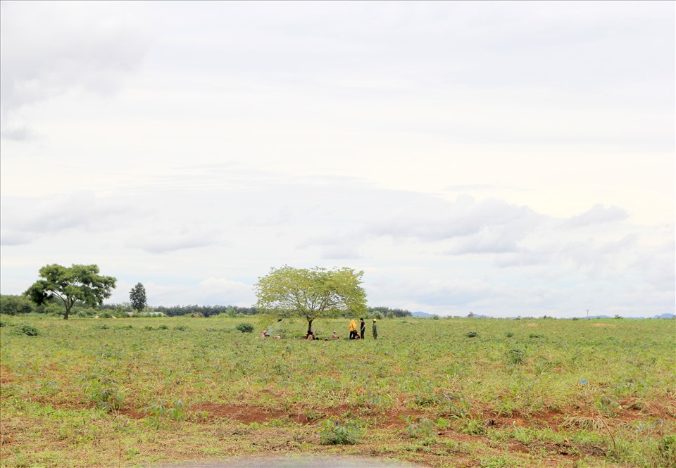 Trên phần đất của dự án nuôi bò, người dân đã tái lấn chiếm để trồng mỳ, phát triển sản xuất. Ảnh: Phan Tuấn