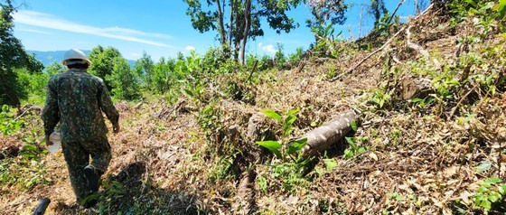 Hiện trường vụ phá rừng, lấn chiếm đất rừng ở xã Mỹ Hiệp, huyện Phù Mỹ.
