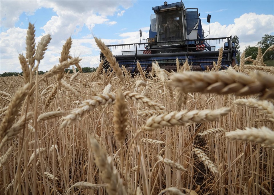 Nông dân thu hoạch lúa mì ở vùng Donbass, Ukraina ngày 13.7.2022. Ảnh: Reuters