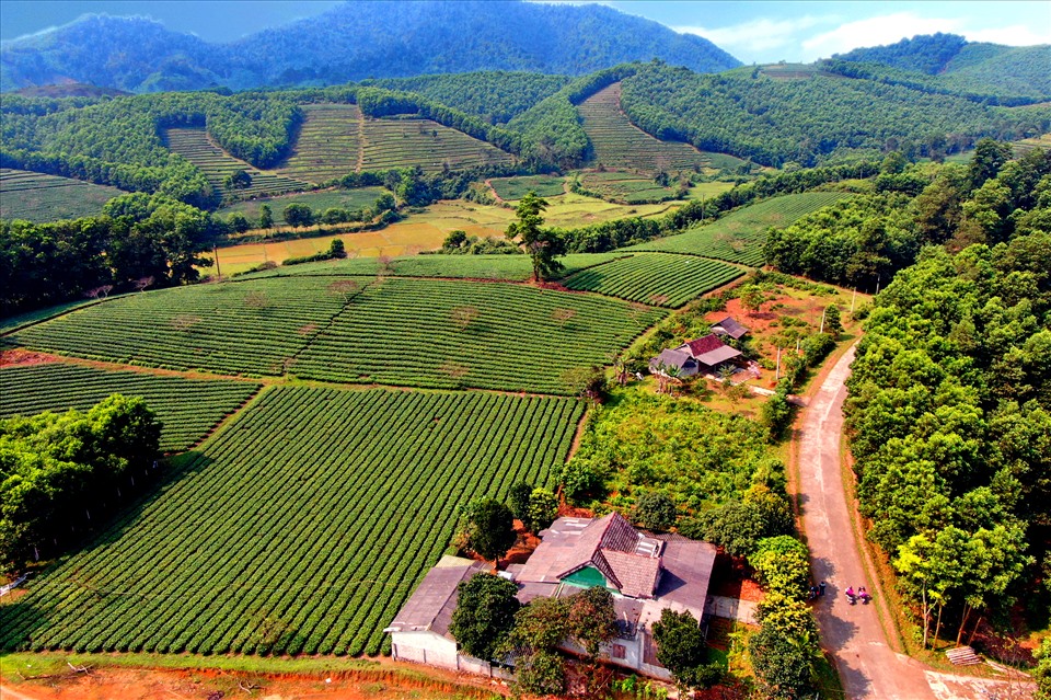 Làng chè tại xã biên giới Sơn Kim 2 nhìn từ trên không như một kiệt tác nghệ thuật nhân tạo.