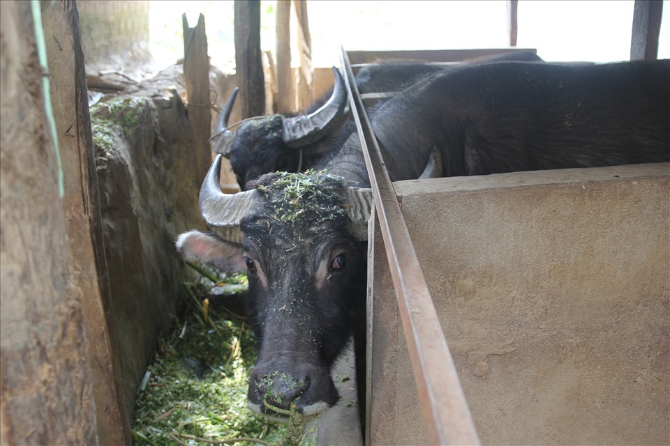 Đối với việc chăn nuôi vỗ béo trâu, bò để bán kiếm lời, không ít gia đình đang gặp khó khăn.