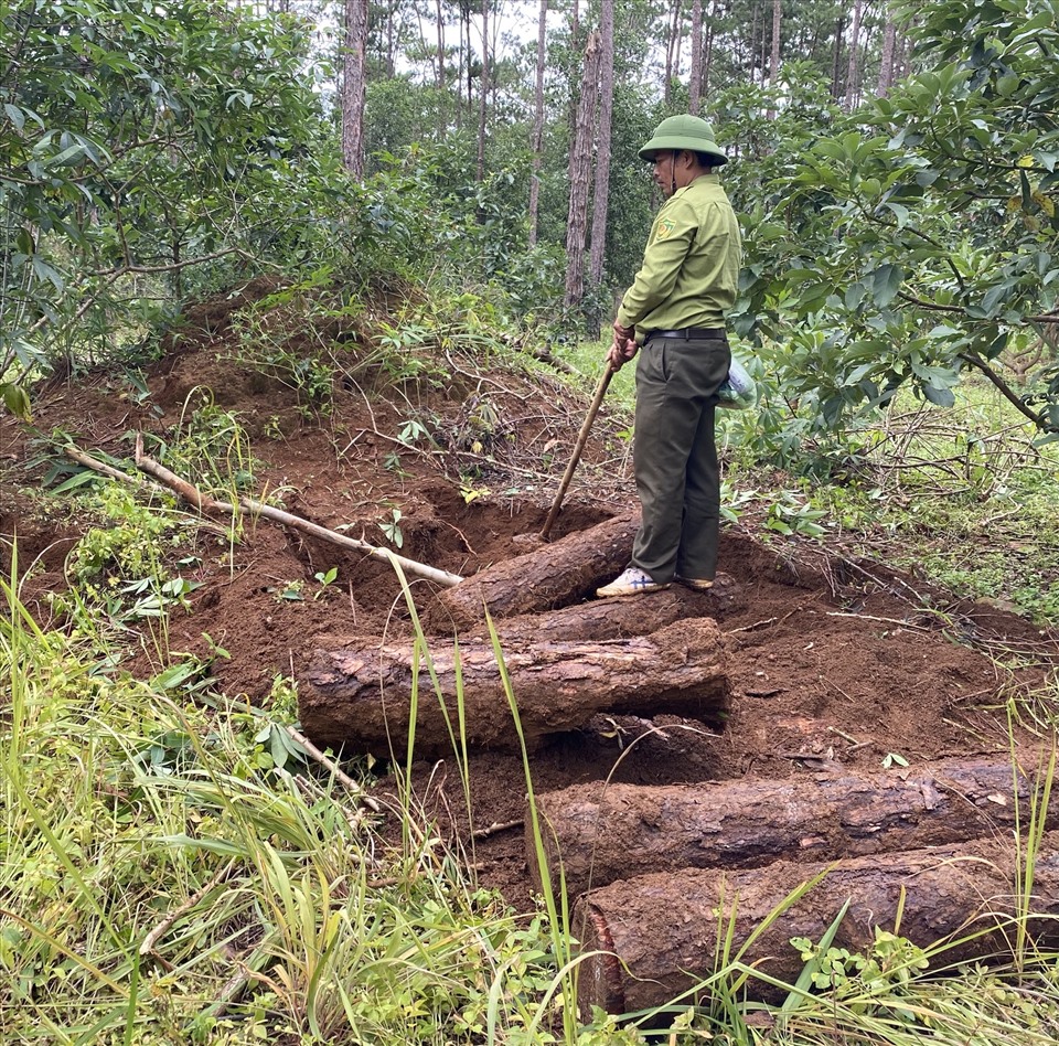 Rất nhiều các hố chôn gỗ thông bị cơ quan chứng năng phát hiện khi khám nghiệm hiện trường vụ phá rừng tại Lâm Đồng. - Ảnh: K.P