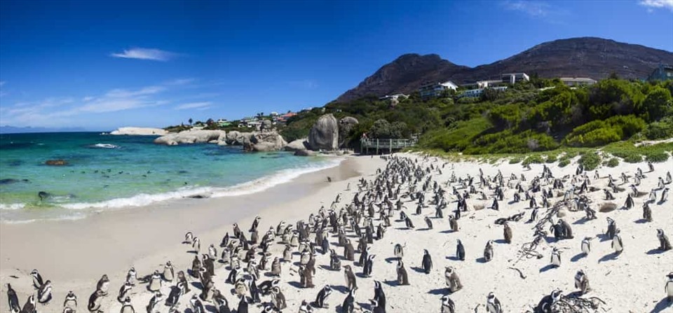 Những dãy đá chạy dài quanh vùng biển gần thị trấn Simon là nơi hàng ngàn chú chim cánh cụt châu Phi sinh sống. Cặp đôi duy nhất được nuôi dương ở đây từ năm 1982 và bây giờ, chúng đã tăng trưởng lên hơn 2000 con. - Ảnh: TST Tourist