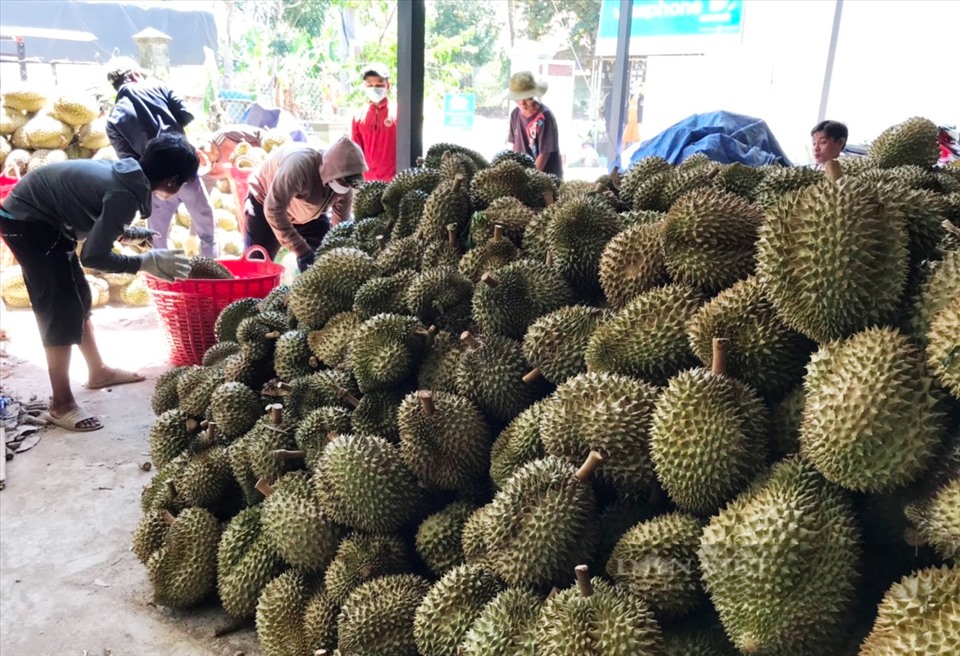Nhiều nông dân Khánh Sơn thoát nghèo từ trồng sầu riêng.