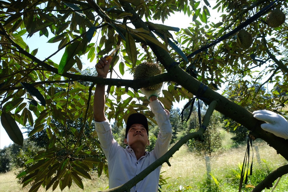 Cây sầu riêng giúp nông dân Khánh Sơn thoát nghèo.