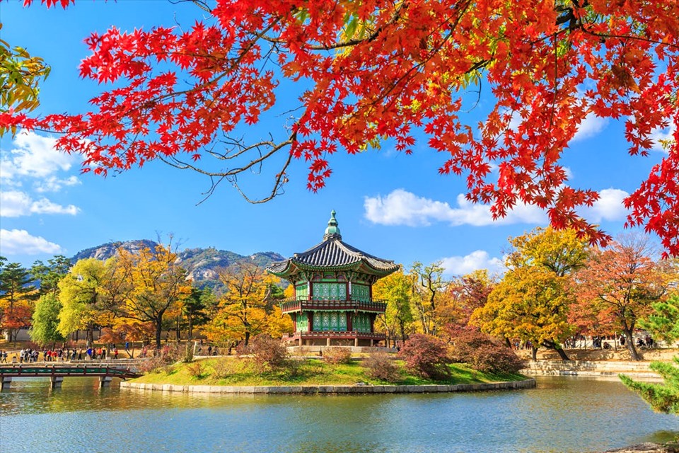 Hàn Quốc bước sang mùa thu lá đỏ.