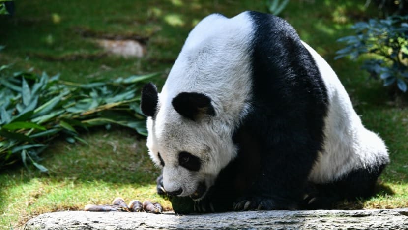 Gấu trúc An An ở Công viên Đại dương Hong Kong ngày 19.5.2020. Ảnh: AFP