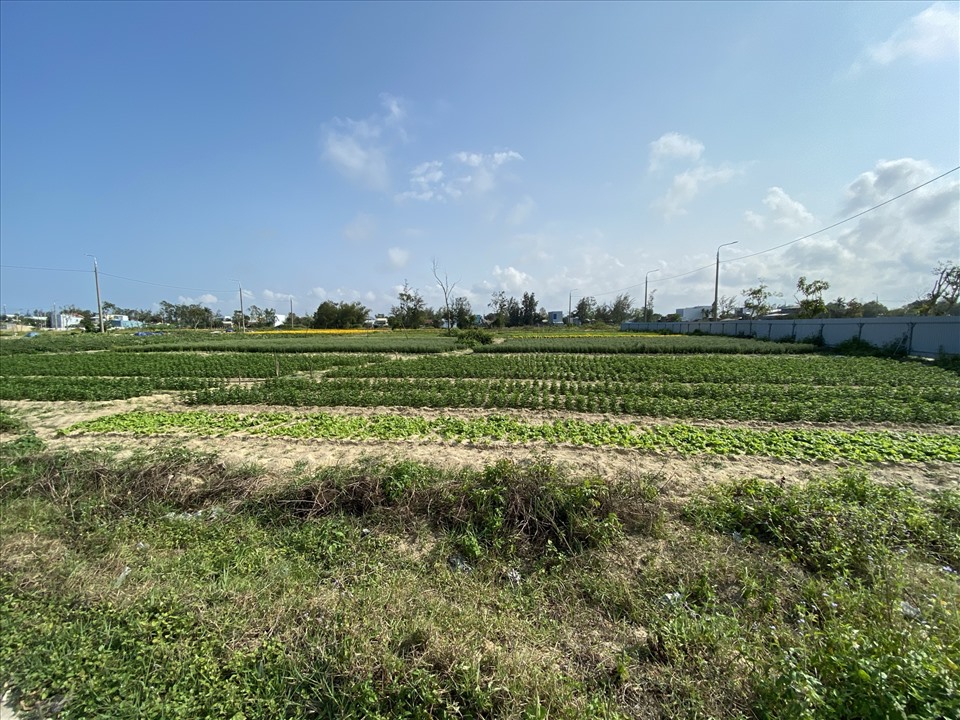 Đất nền dự án của Cty Dana Homeland rao bán cho người có nhu cầu vẫn là những ruộng rau, màu xanh ngắt... (!) ảnh Trung Hiếu
