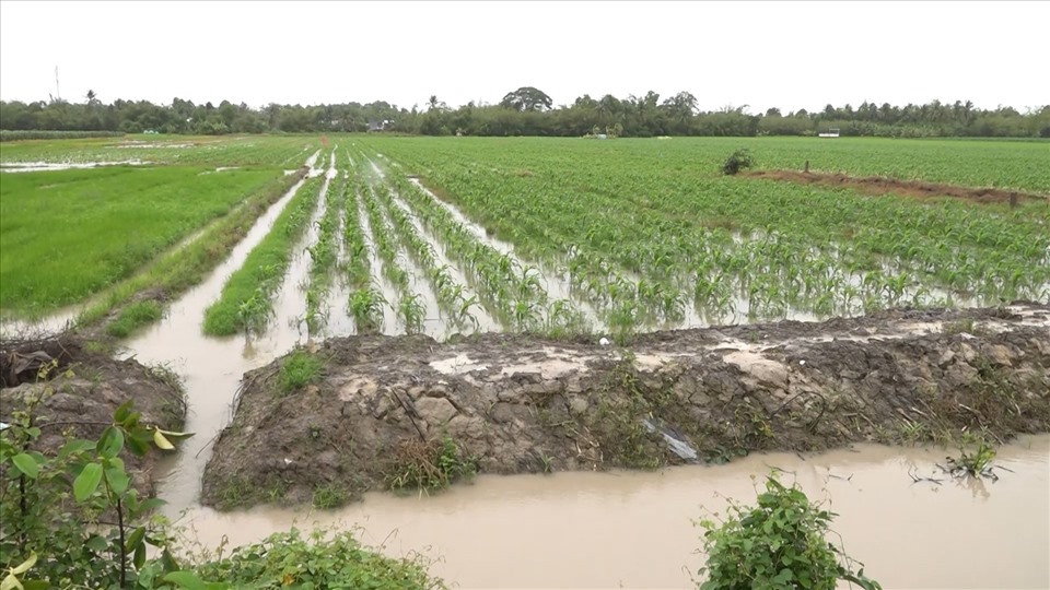 Nhiều vườn bắp của nông dân ở Bạc Liêu cũng bị ngập đến tận đọt