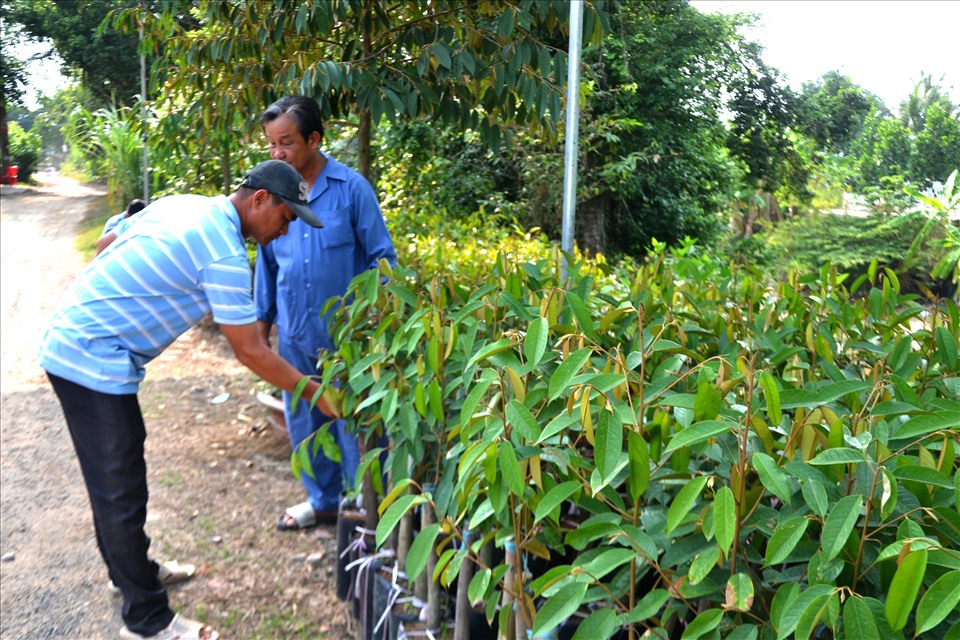 Hiện nhiều nhà vườn trồng sầu riêng cũng mở thêm dịch vụ cung ứng cây giống, cho thấy phong trào trồng sầu riêng trên đất Chín rồng sẽ còn tiếp tục. Ảnh: LT