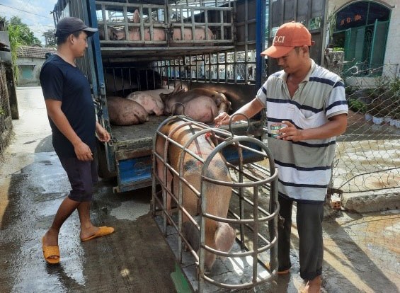 Nhiều hộ nuôi heo tại xã Hòa Thắng, huyện Phú Hòa phấn khởi khi heo được xuất bán với giá cao.