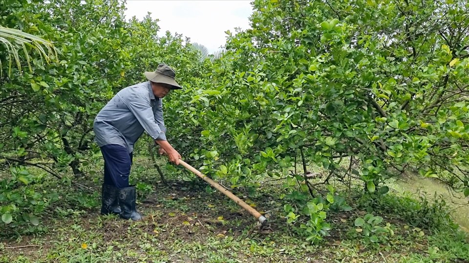 Thương binh 73 tuổi Nguyễn Văn Quang hàng ngày chăm sóc vườn chanh không hạt