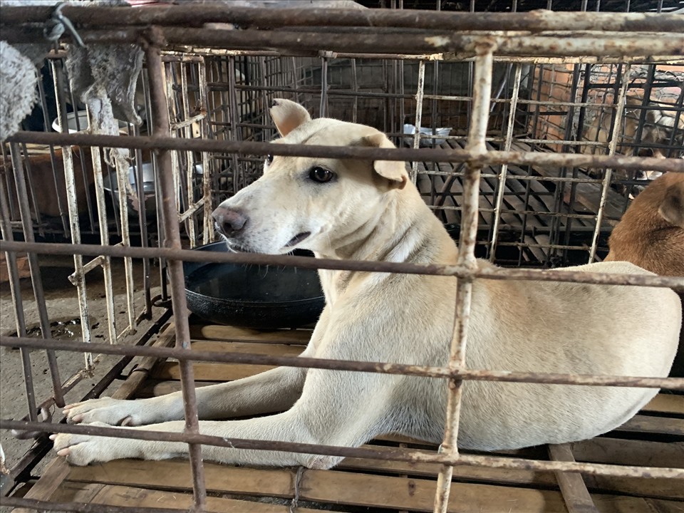 Tuy không tìm được thú cưng đã mất nhưng anh Khôi vẫn vẫn vui vì đã giải cứu được 31 chú chó trước khi bị làm thịt.