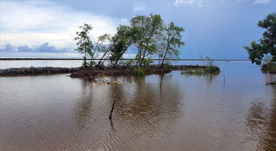 Từ năm 2019 đến nay (chỉ trong 3 năm), tỉnh phải hứng chịu 2 lần mực nước triều cường dâng cao, ảnh hưởng của sóng gió làm nước biển tràn qua thân đê biển Tây, mức độ ảnh hưởng năm sau cao hơn năm trước gây thiệt hại lớn nhất là những đoạn không còn rừng phòng hộ.