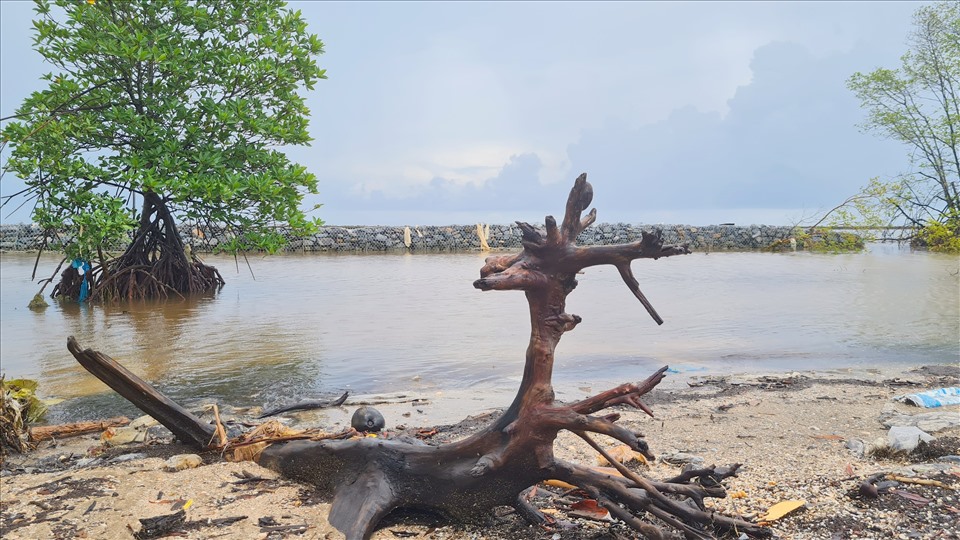 Hầu hết đoạn đê biển Tây thuộc huyện U Minh đều được kè chắn sóng tạo bãi, nhưng những đoạn không còn rừng sóng vẫn đánh vào chân đê.