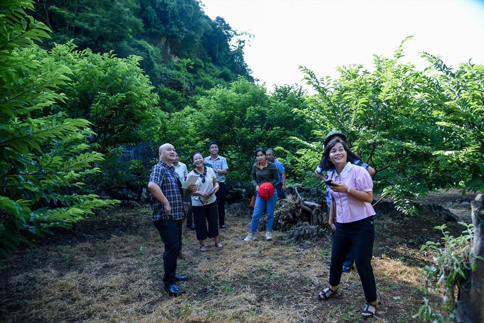 Đoàn khảo sát vườn Na tại thôn Lũng Than và Lũng Cút - Thị trấn Đồng Mỏ. - Ảnh: Tổng cục Du lịch