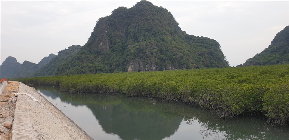 Ngoài việc quản lý chặt chẽ quỹ đất hai bên đường ven biển Hạ Long - Cẩm Phả, Quảng Ninh cũng yêu cầu phải quản lý, bảo vệ rừng ngập mặn hai bên tuyến đường. Ảnh: Nguyễn Hùng