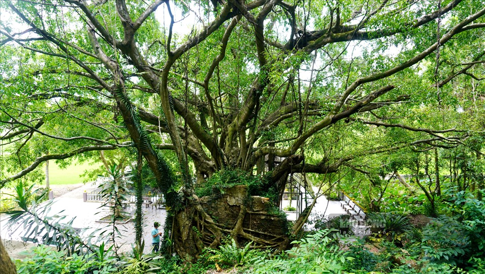 Theo truyền miệng, ngôi đền này có cách đây khoảng hơn 300 trước. Đến hiện tại, cây sanh cổ thụ với hệ thống bộ rễ, đã ôm kín ngôi đền.