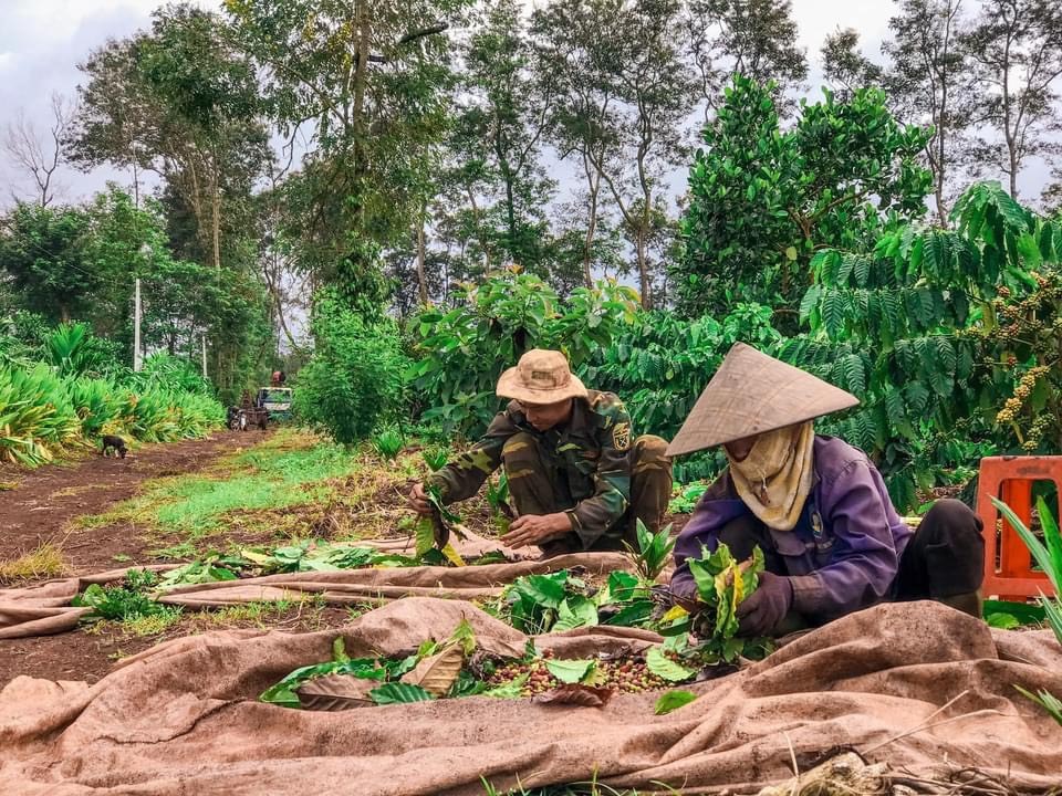 Những năm qua, cà phê vẫn là loại nông sản chiến lược đem lại thu nhập ổn định cho nông dân Đắk Lắk. Ảnh: B.T
