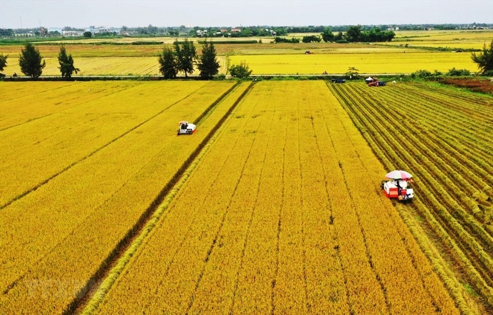 Giá gạo xuất khẩu của Việt Nam ổn định ở mức lạc quan, trong khi nhiều loại gạo của các nước “lao dốc“. Ảnh: TL