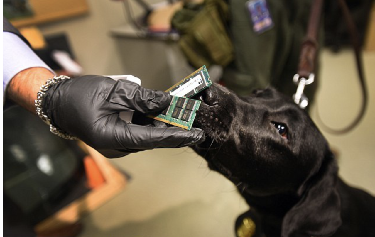 Chú chó giống Labrador có tên Iris có thể đánh hơi thấy các module chip nhớ được giấu ở bất cứ nơi nào.. Ảnh chụp màn hình