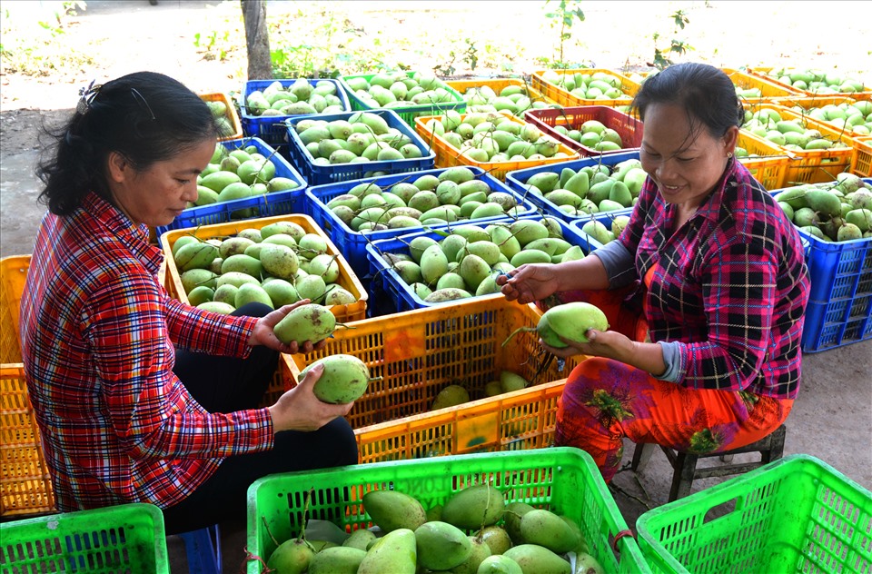 Hiện toàn tỉnh Đồng Tháp có hơn 12.000ha xoài. Ảnh: LT