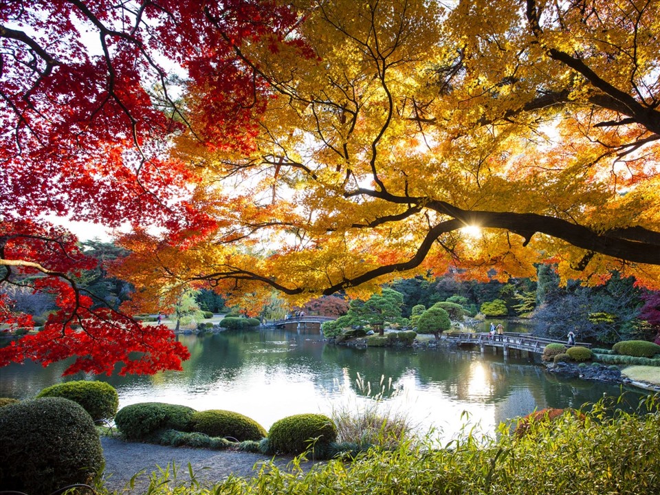 Mùa thu với những khu vườn vàng rực hay đỏ lá ở Koishikawa Korakuen hay đường dài lên núi Okutama. - Ảnh: Lonely Planet