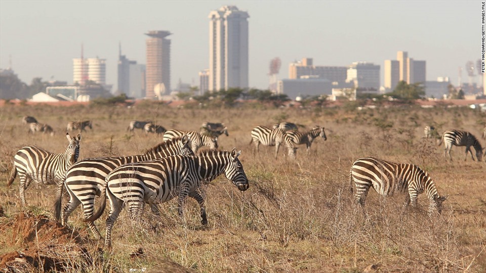 Vườn quốc gia Nairobi nằm ở rìa thủ đô Nairobi là nơi động vật hoang dã dạo quanh khu vực đồng cỏ cách khu vực dân cư không xa. - Ảnh: CNN
