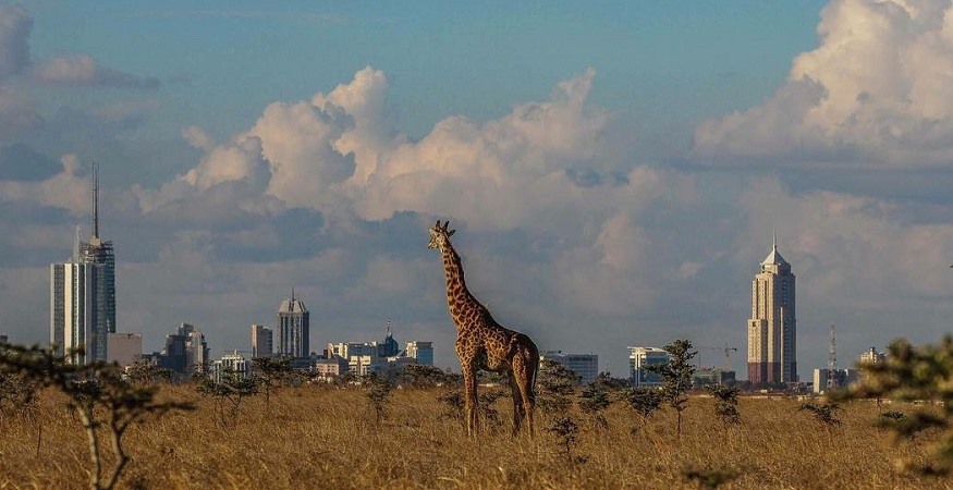Đặc biệt, Nairobi từng được mệnh danh là “kinh đô săn bắn” của châu Phi. Vùng ngoại ô Nairobi thiên nhiên trù phú, thế giới động vật hoang dã đông đúc, nhiều giống loài khác nhau tạo nên nét đặc trưng của vùng đất này. - Ảnh: Shoortravel