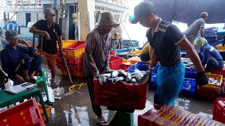 Cảng cá Tịnh Hòa (TP.Quảng Ngãi) tập nập tàu vào bán cá. Cá ngừ được ngư dân bán với giá 40.000 đồng/kg.