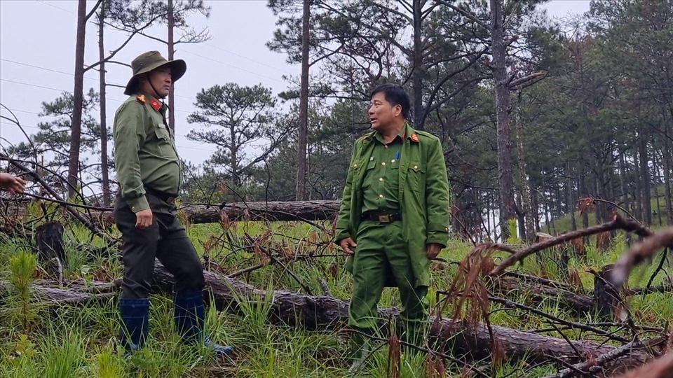 Cơ quan công an đã nhanh chóng điều tra, phá vụ án hủy hoại rừng thông ba lá ở Đà Lạt. Ảnh: C.A.