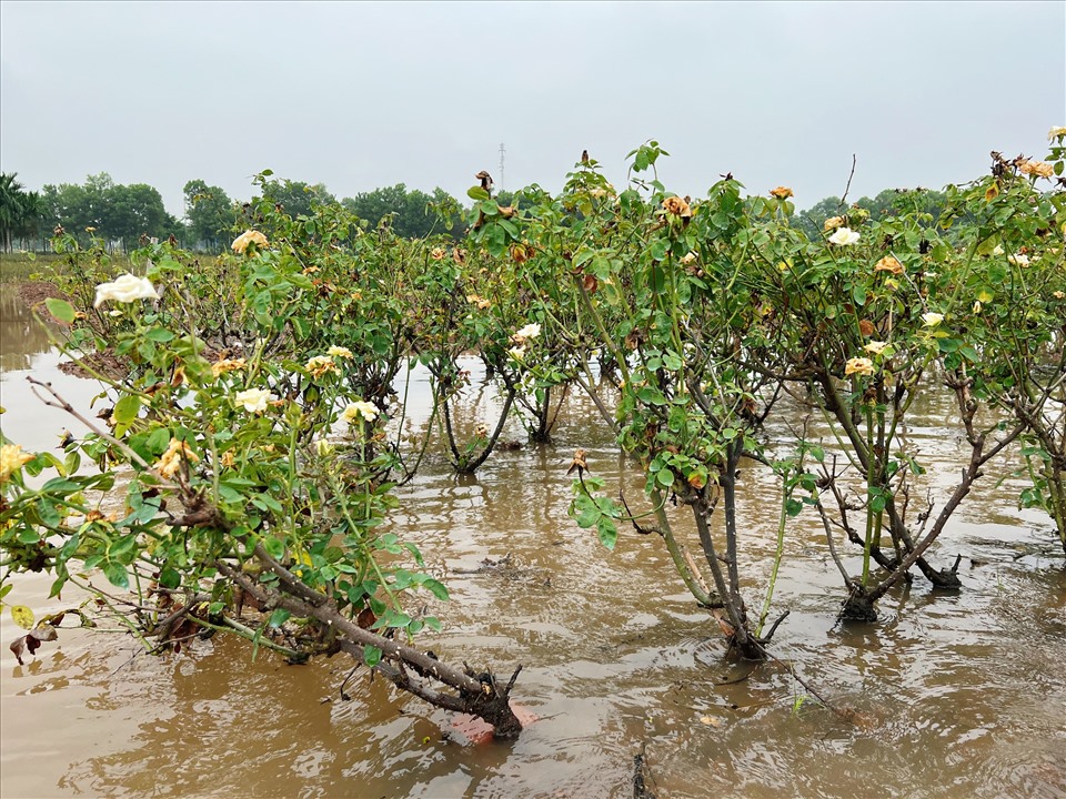 Mưa lớn gây nhiều thiệt hại cho người trồng hoa. Ảnh: Nguyễn Thúy.