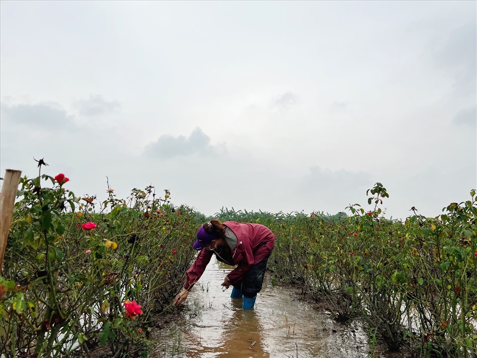 Nhiều hộ dân tại đây phải cắt vội hoa đem đi bán, thu lại một chút vốn đã bỏ ra. Ảnh: Nguyễn Thúy.