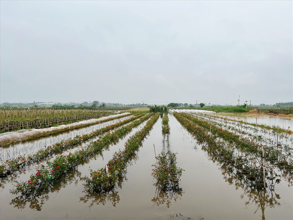 Mưa lớn do ảnh hưởng của cơn bão Mulan gây ngập úng nhiều cánh đồng hoa của nông dân. Ảnh: Nguyễn Thúy.