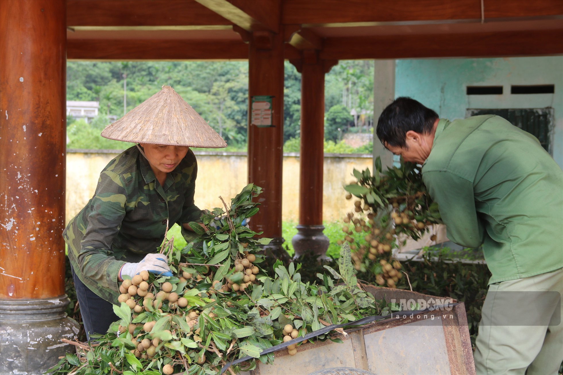 Người nông dân đang hối hả thu hoạch nhãn