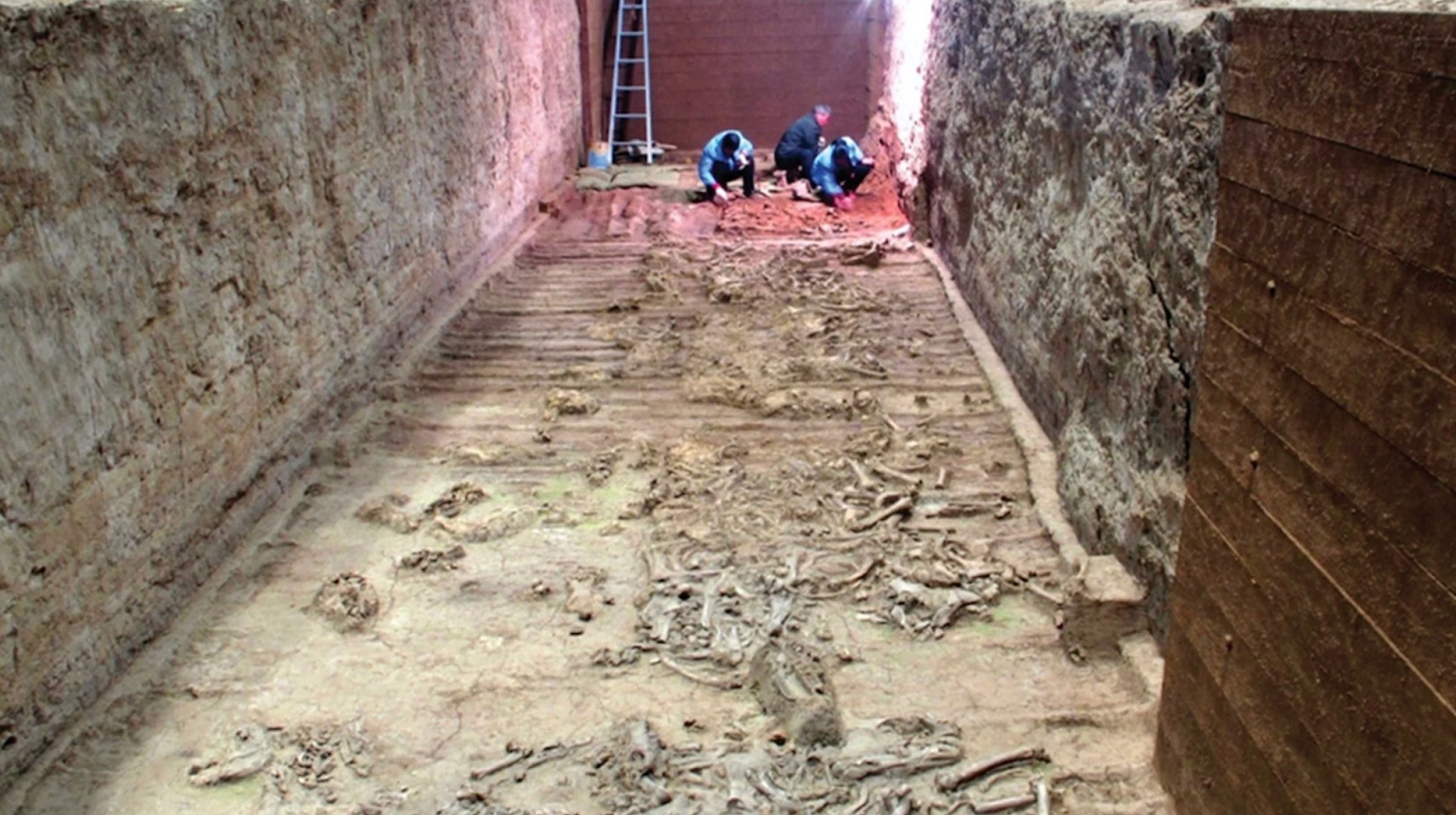 Các nhà nghiên cứu phân tích xương ngựa ở lăng mộ Tần Thuỷ Hoàng. Ảnh: Cambridge University Press
