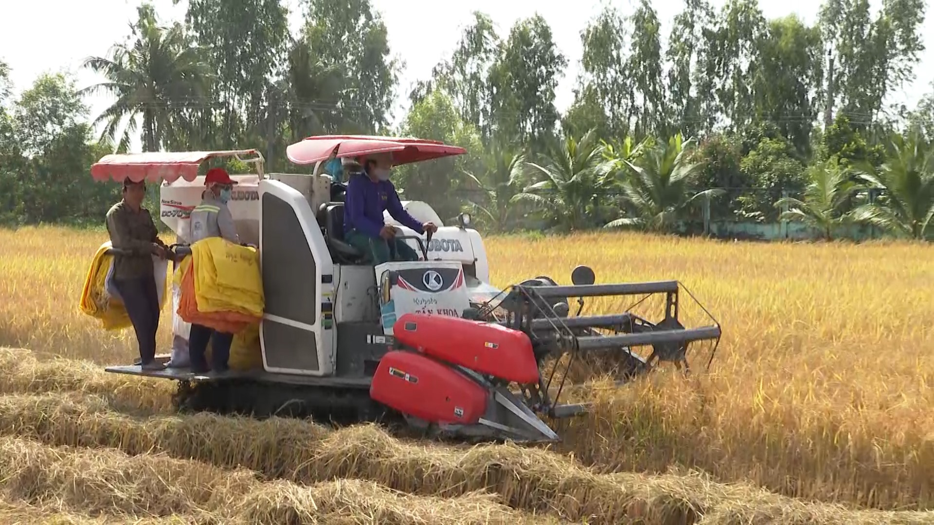 Máy gặt đập liên hợp thu hoạch ruộng lúa nhà ông Phan Văn Nhum, xã Mỹ Quới (TX. Ngã Năm, sóc Trăng)