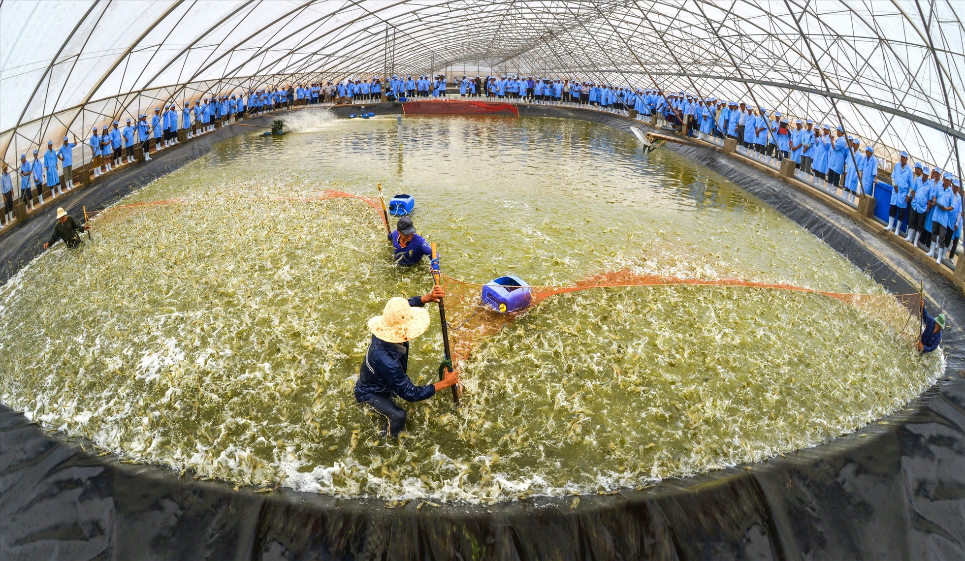 Mô hình nuôi tôm siêu thâm canh mật độ cao tại tỉnh Bạc Liêu. Ảnh: Nhật Hồ