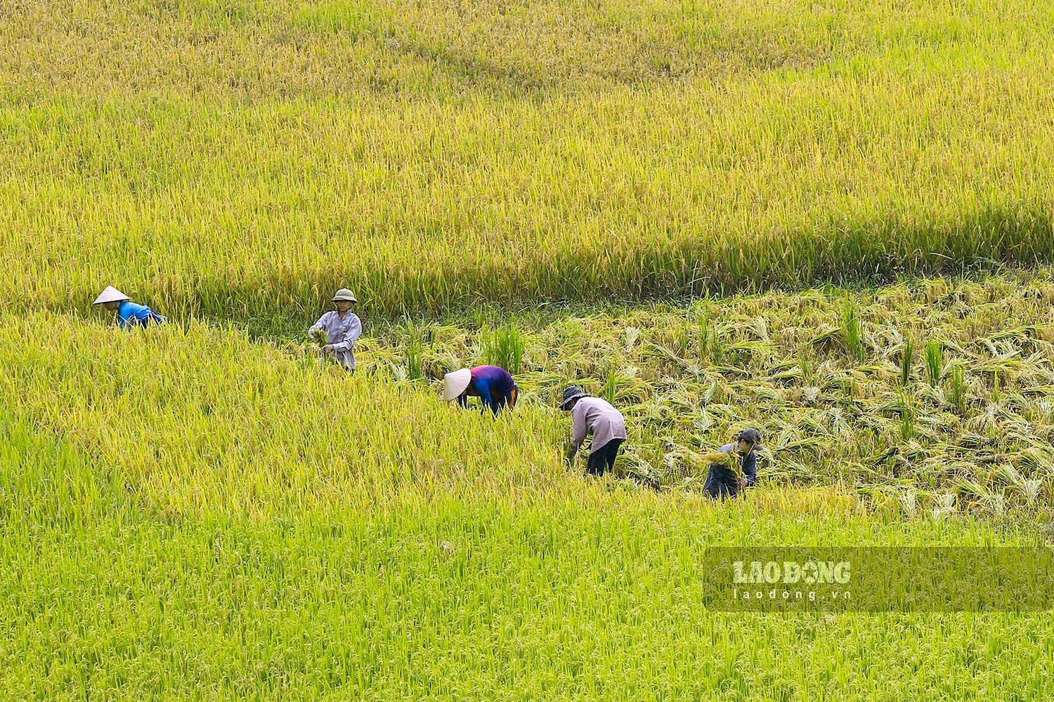 Một số thửa ruộng đã đến độ thu hoạch, người dân háo hức cùng nhau gặt lúa về.
